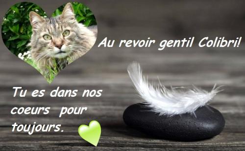 Les hommages pour Eowin et Colibri