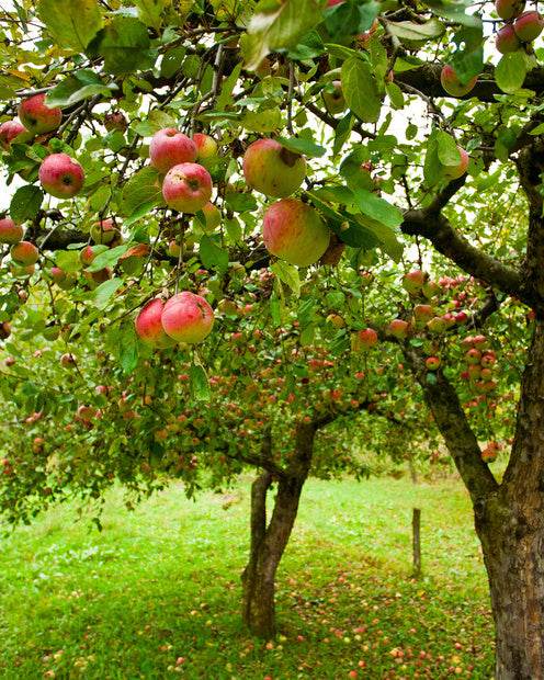 Fruits du mois d'Octobre