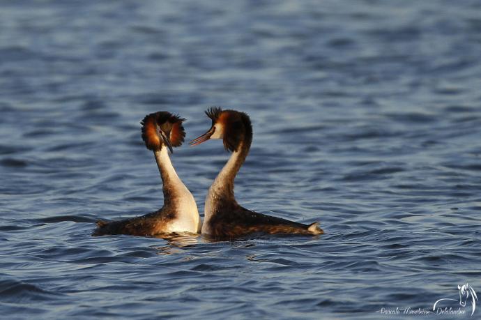Grèbe huppé