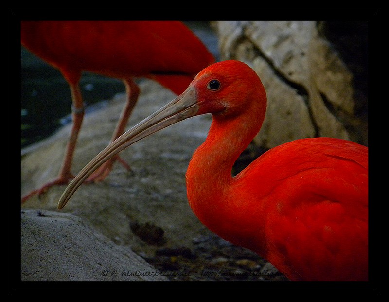 Ibis rouges (Serre Amazonienne de Montpellier)