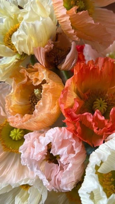 Fonds fleurs