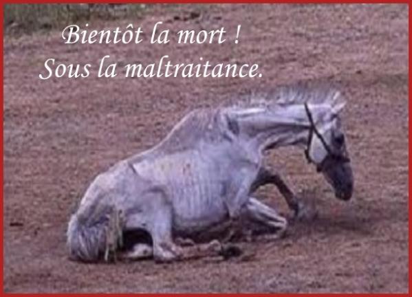 NOS CiRQUES