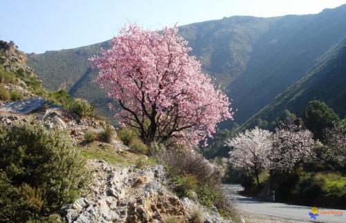 Arbre fruitier : Amandier