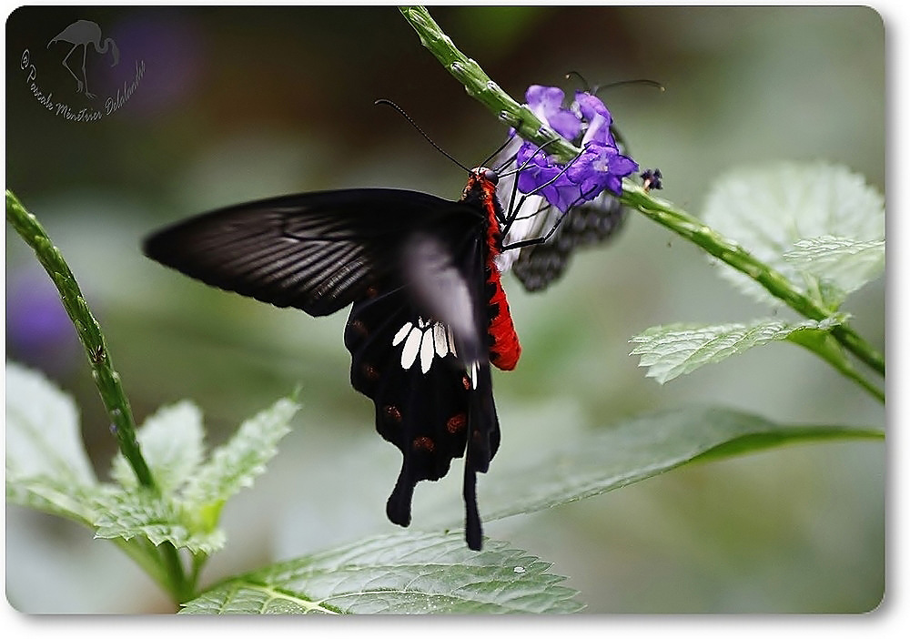 Atrophaneura aristolochiae - Asie du Sud et du sud est - Papilionidae