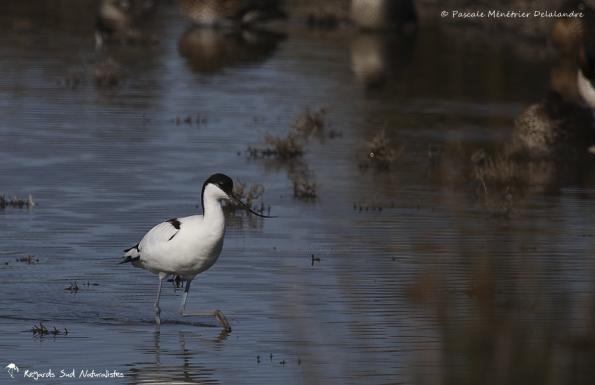 Avocette élégante