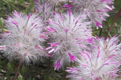 Fleurs cultivées : Ptilotus