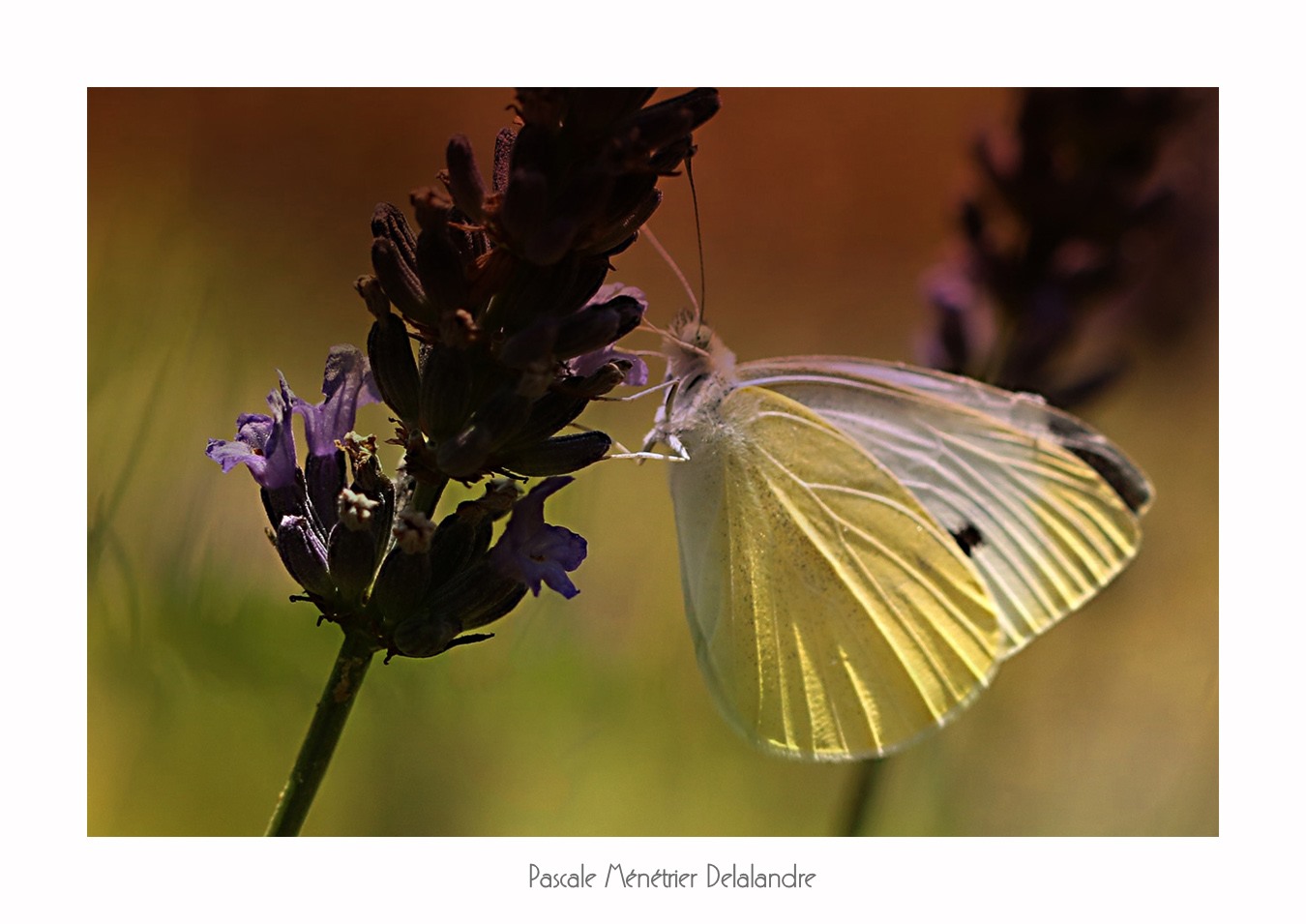 Jeux d'ombre et de lumière sur les Lépidoptères.