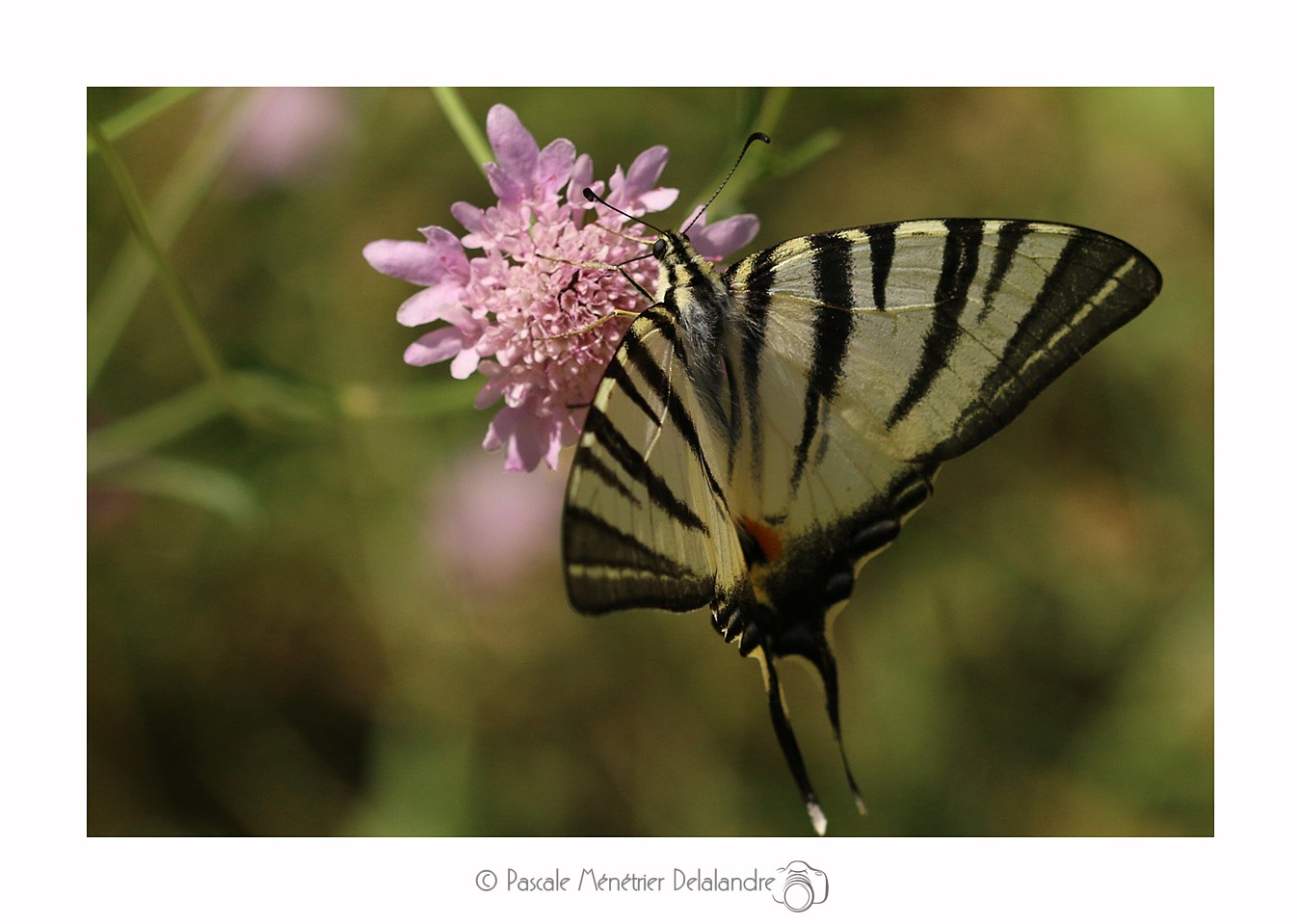 Flambé (Iphiclides podalirius) - Papilionidae