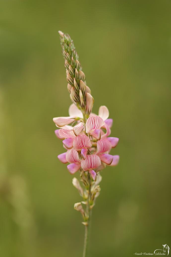 Sainfoin