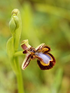 Ophrys speculum (flower profile)