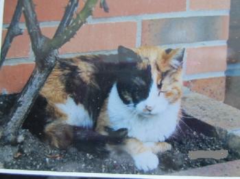 Mon Histoire avec Mirabelle