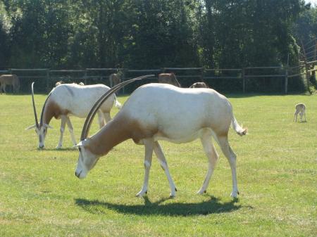 Oryx_algazelle__1_
