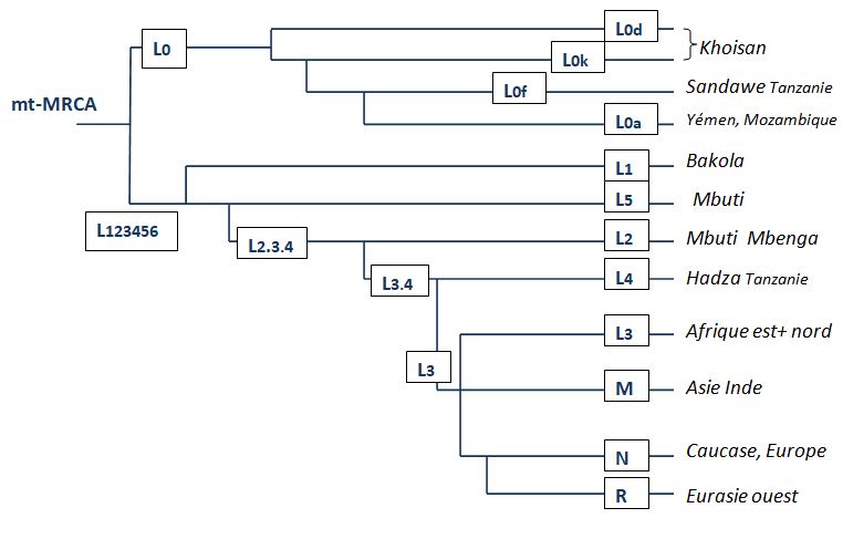 2 - Les marqueurs génétiques humains