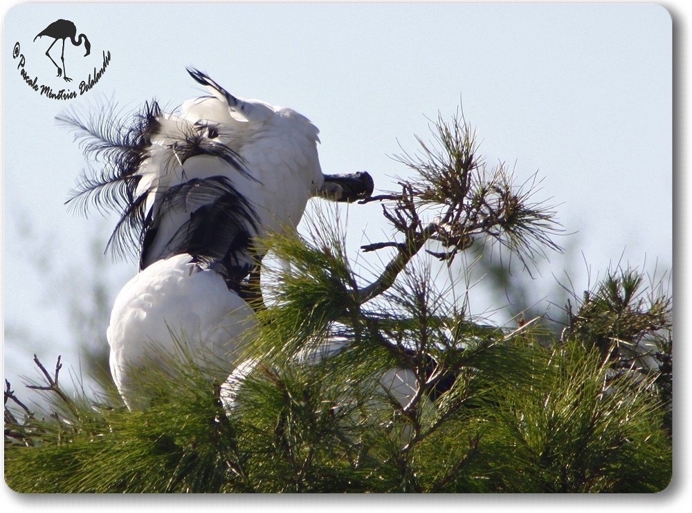Ibis sacrés...