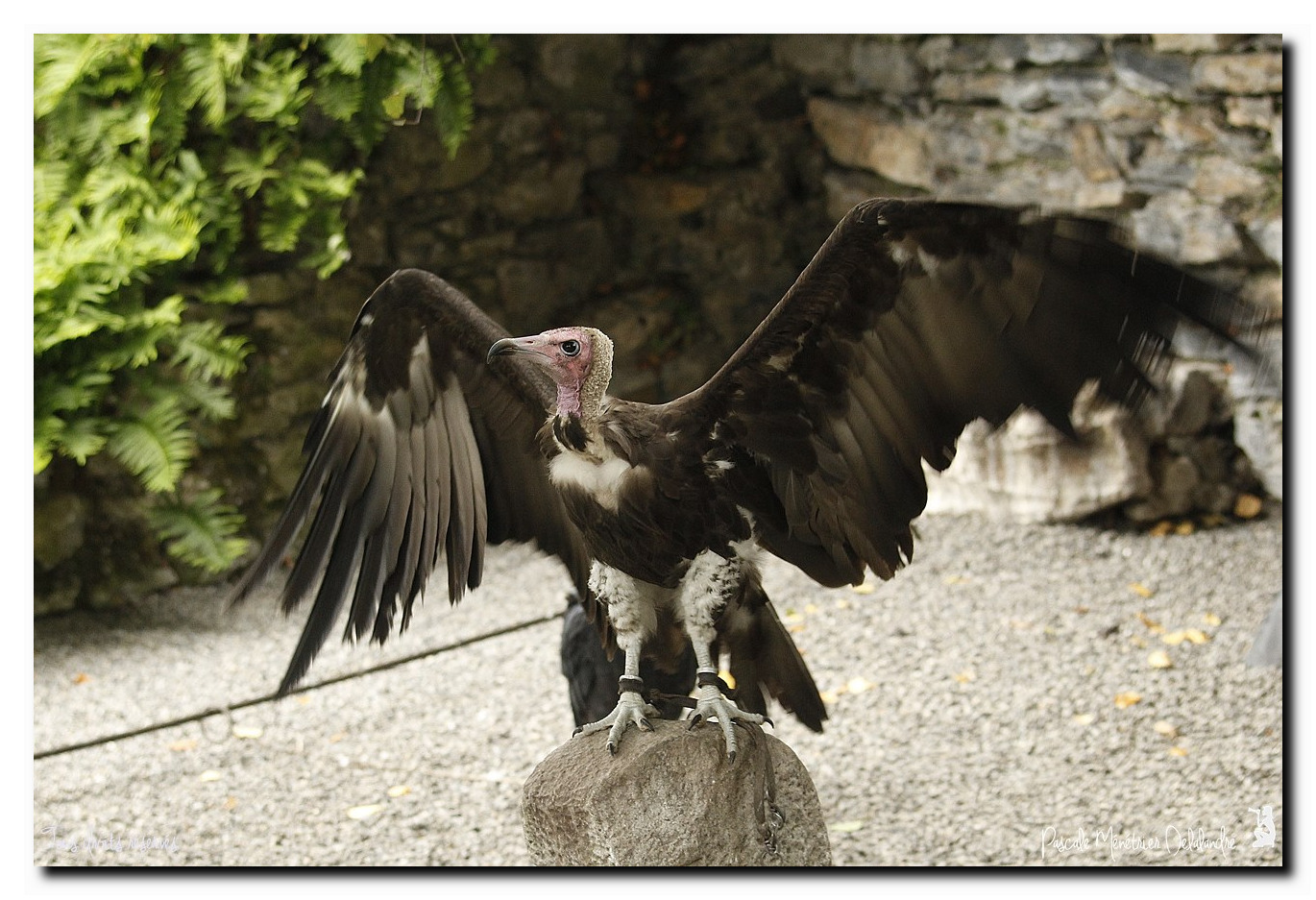 Vautour charognard ou Vautour à capuchon