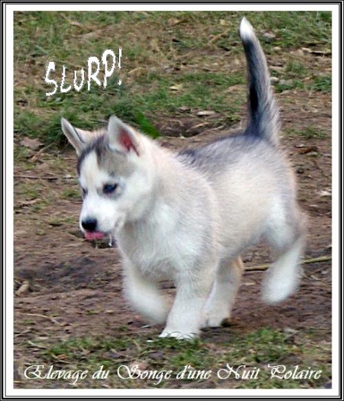 Photo Husky 1