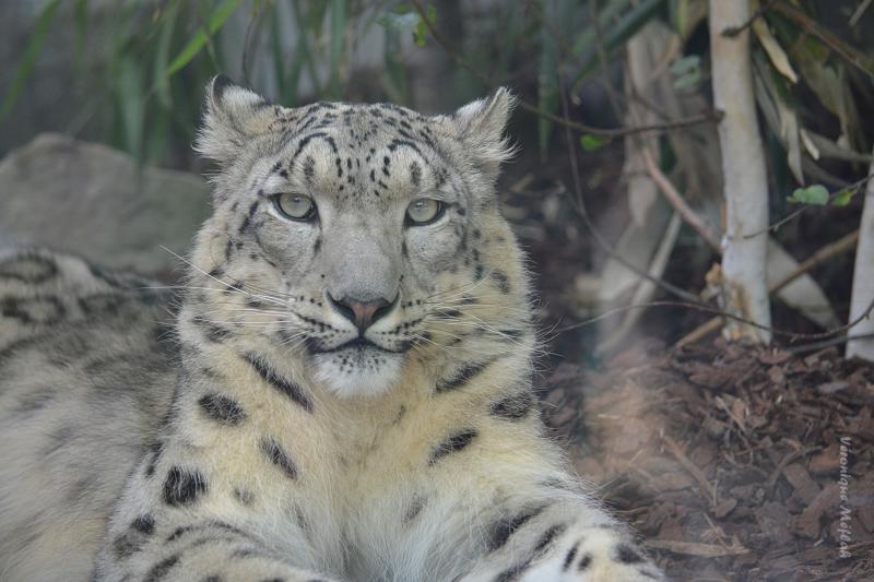 Ménagerie du Jardin des Plantes : Esha et Makalu