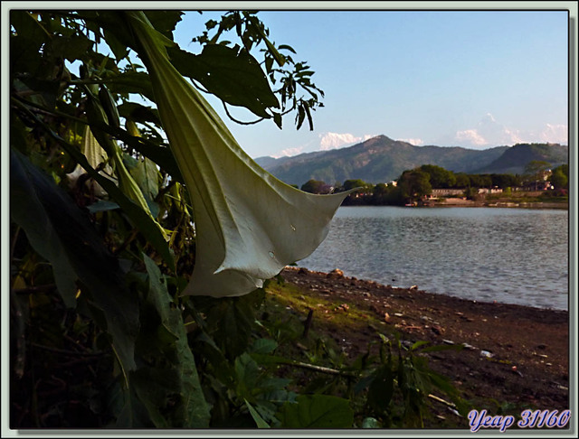 Blog de images-du-pays-des-ours : Images du Pays des Ours (et d'ailleurs ...), Araignée du matin et son stabilimentum - Lac Phewa - Pokhara - Népal
