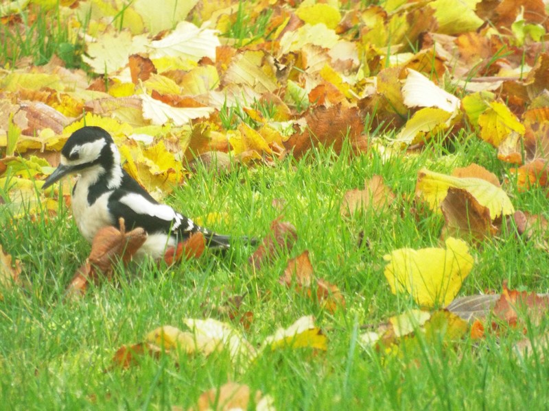 les oiseaux en hiver 