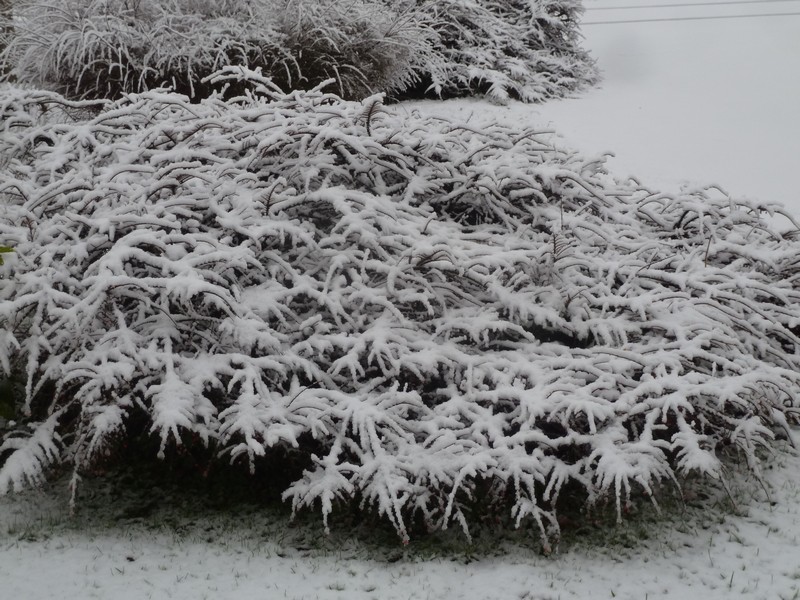 Le flocon de neige ...