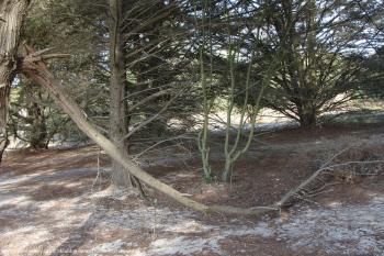 Arbres morts de la Dune du Port du Collet
