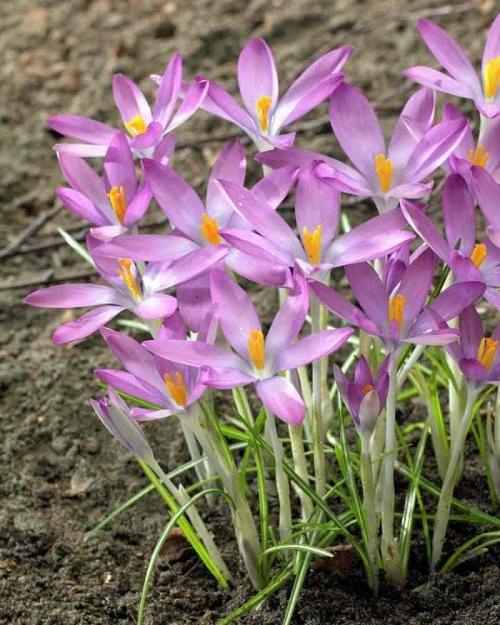 Fleurs cultivées : Crocus