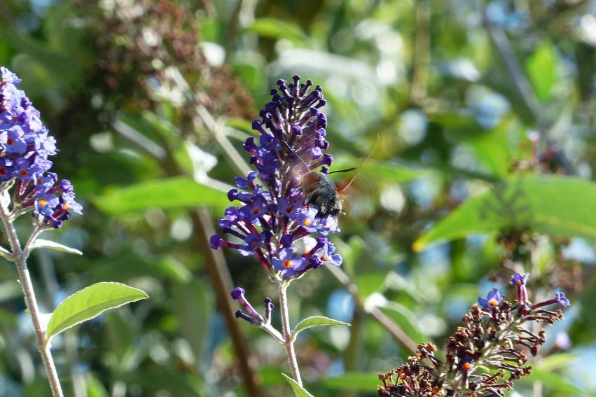Le Sphinx Colibri