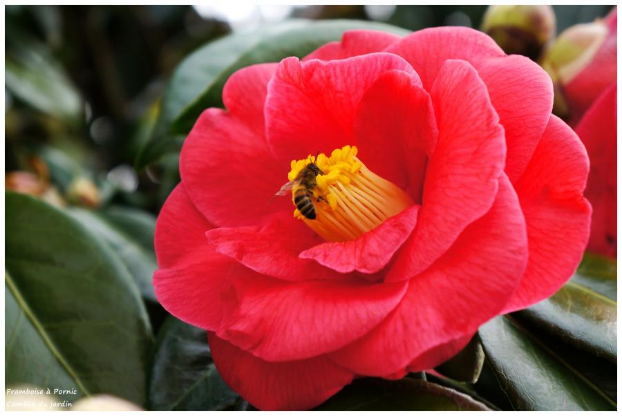 Le camélia du jardin 