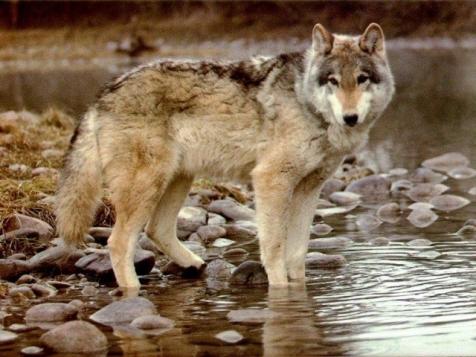 loup