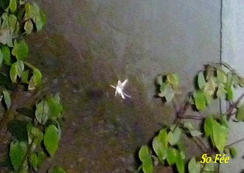 Les Emanants de So Fée