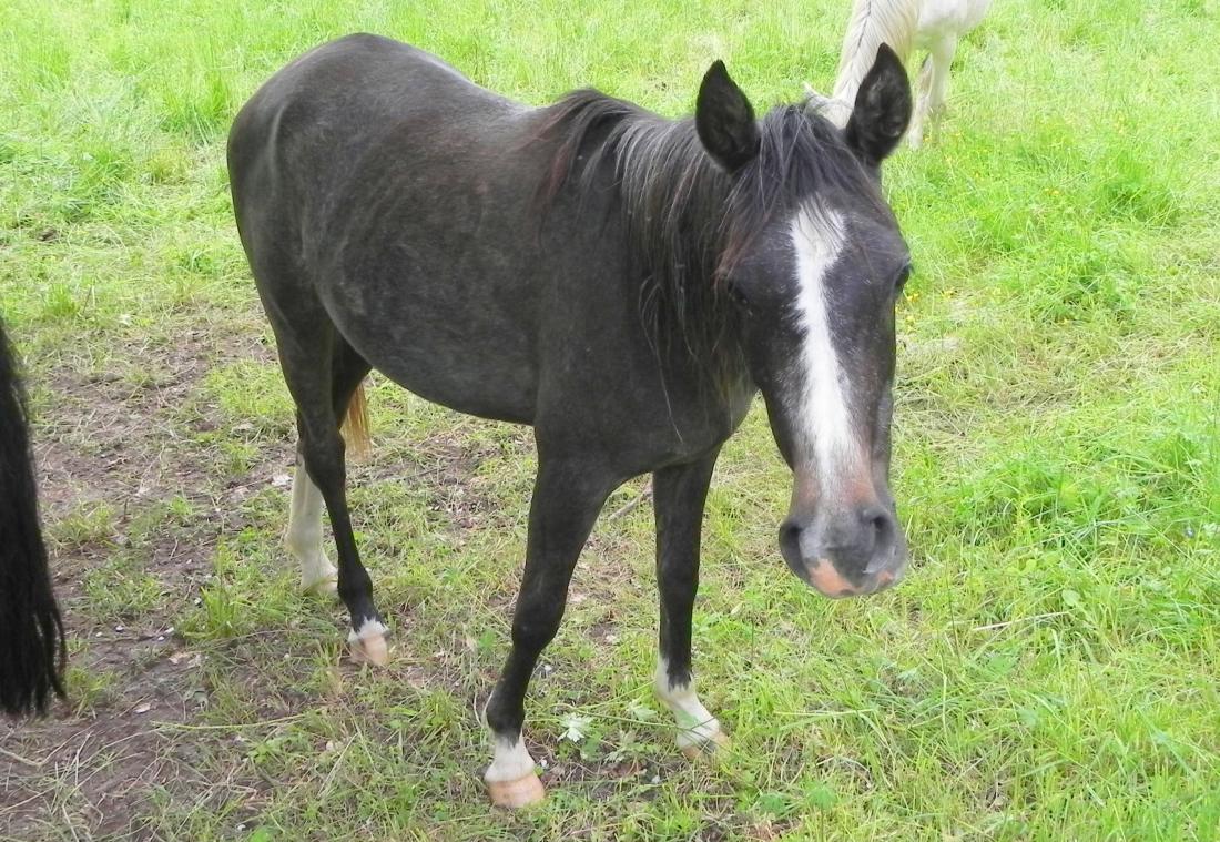 Des chevaux qui me parlent  lol lol