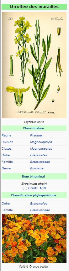 Giroflées des murailles