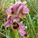 Index illustré orchidées