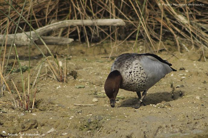 Canard à crinière