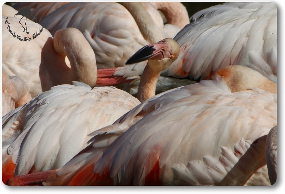 Flamants roses...