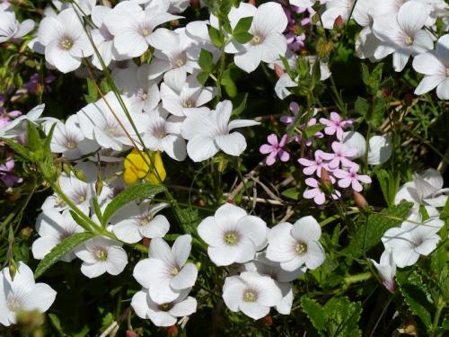 Fleurs du Champsaur (2)