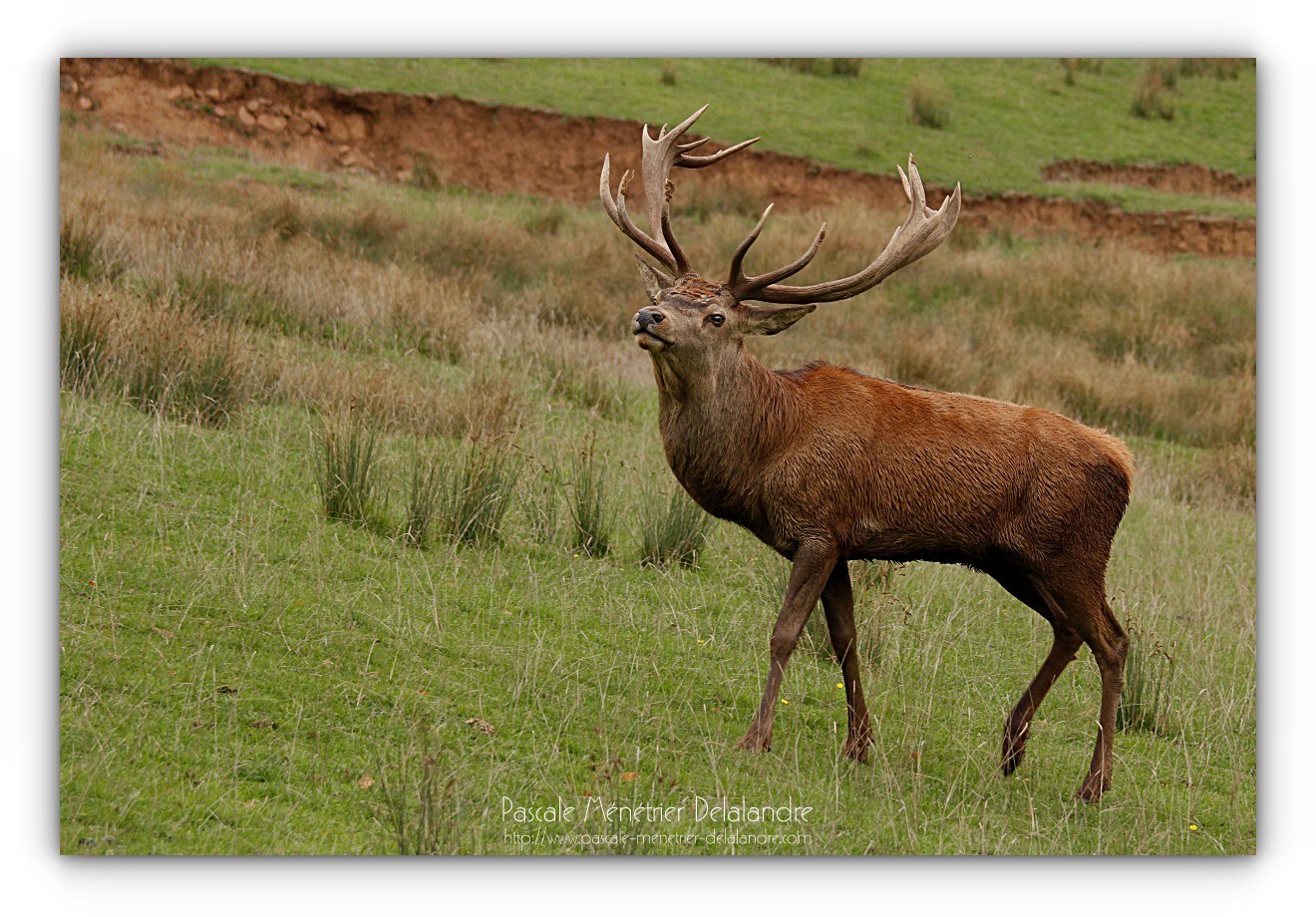 Avec l'Automne, le brame du Cerf...