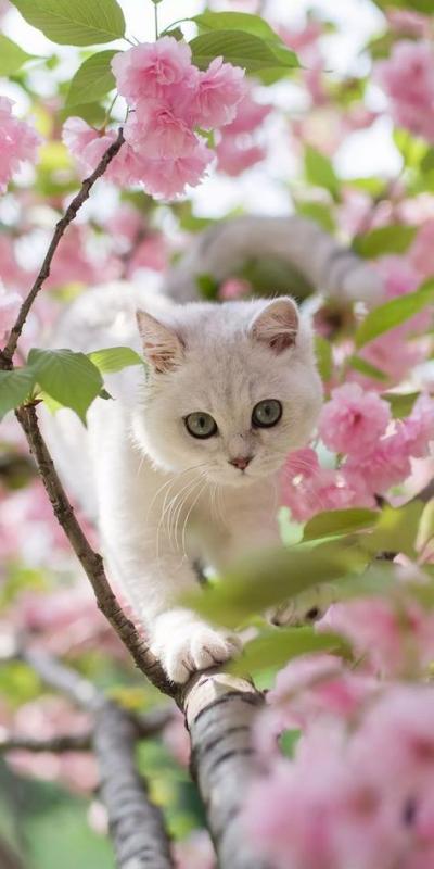 Chatons dans les fleurs