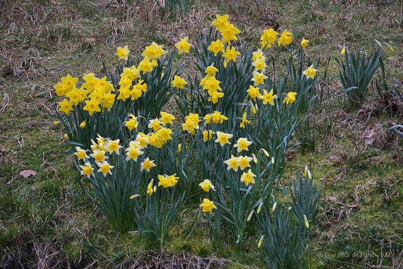 20 Mars : c'est le Printemps ! 