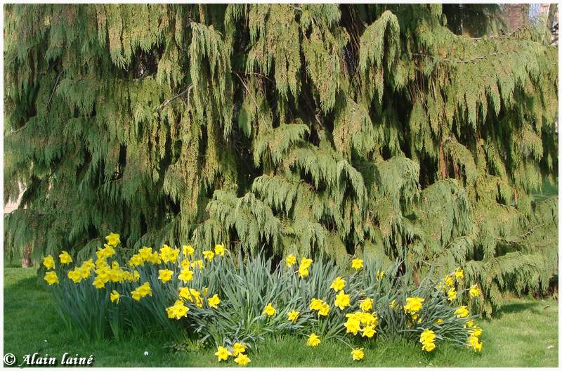 Fleurs
