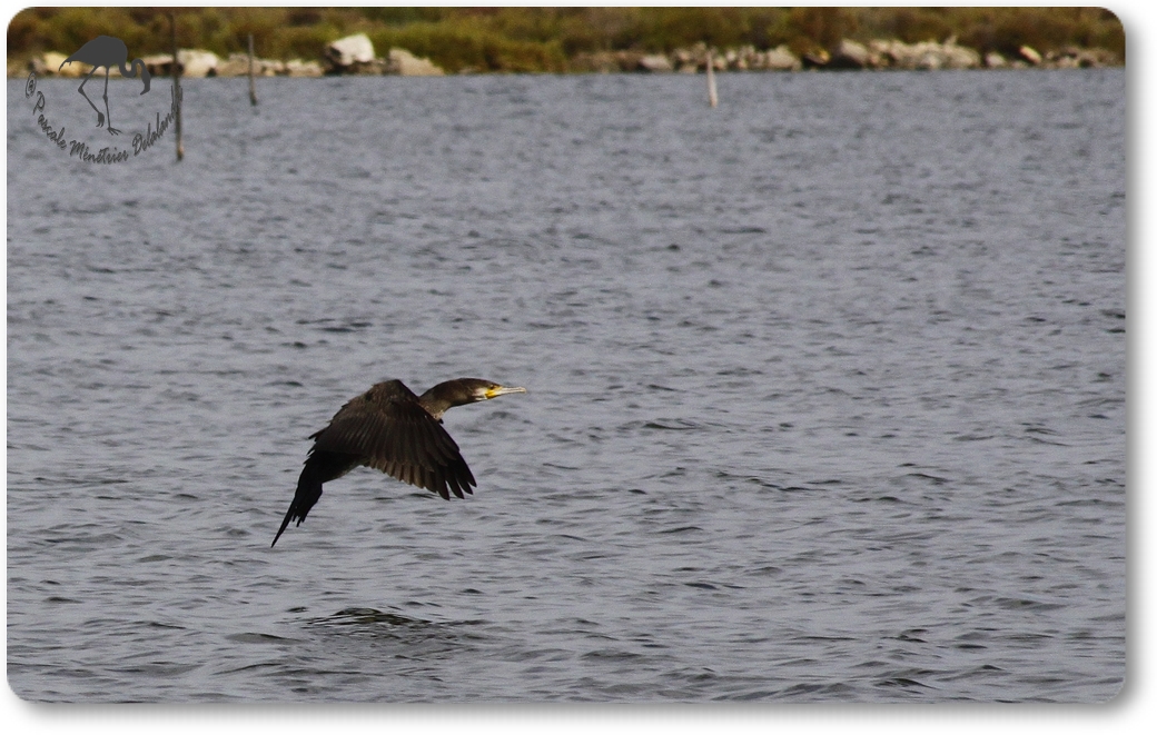 Retour des Grands Cormorans...