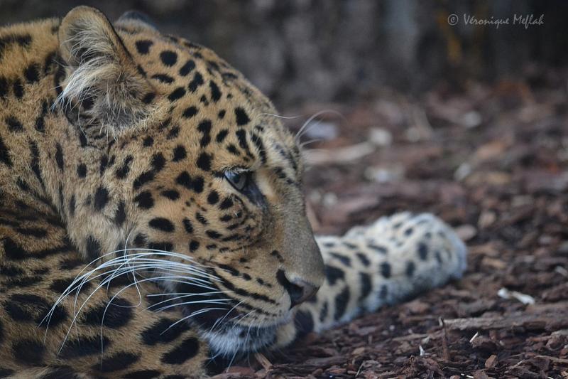 La Ménagerie, le zoo du jardin des Plantes : Leïla et Tao, Panthères de Chine