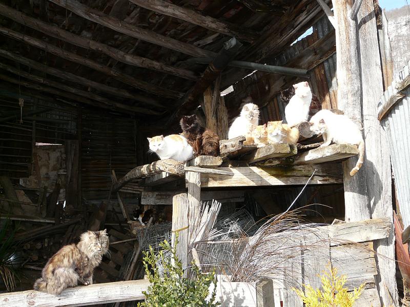 La grange aux chats - Hameau de Cazaril - Razecueillé - 31
