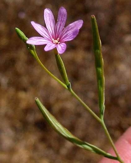 Fleurs cultivées : Epilobe