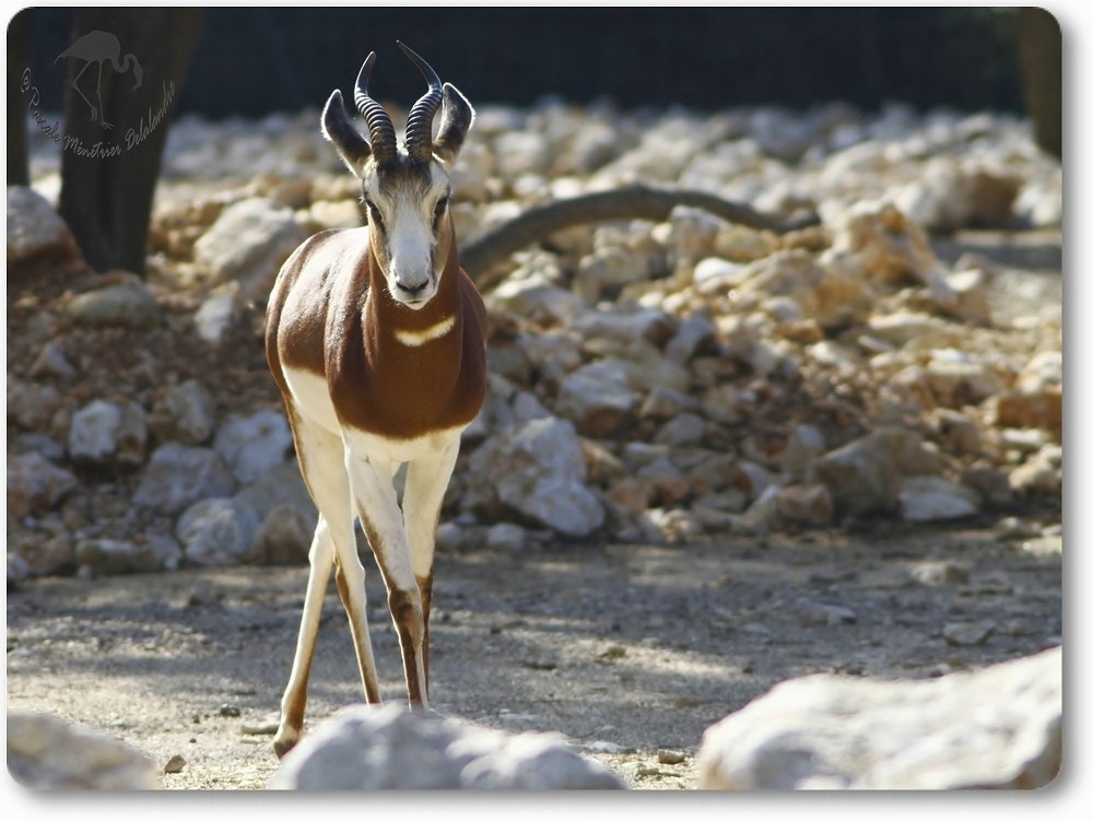 Gazelles de Mhorr au parc Darwin de Montpellier...