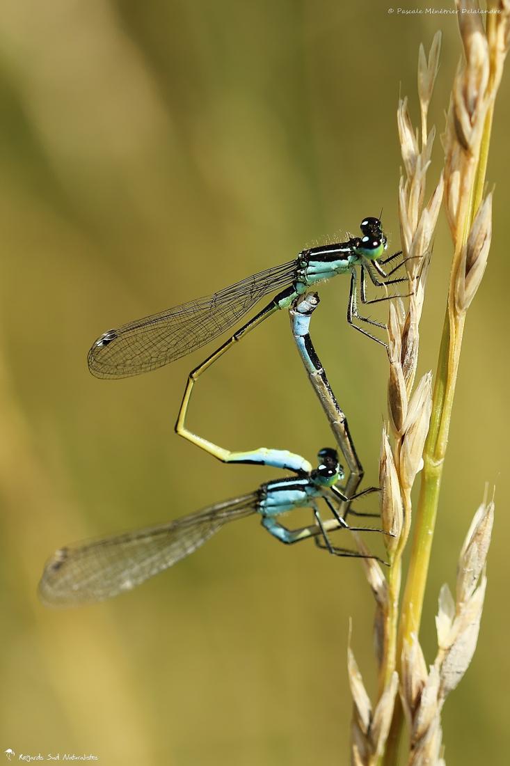 Ischnure élégante (Ischnura elegans)