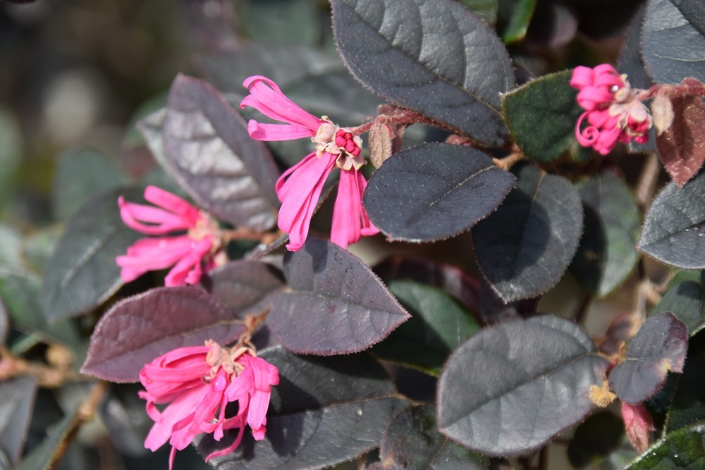 Connaissez vous le loropetalum ?