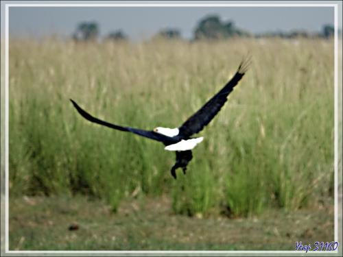 Un rapace attaque, en plusieurs étapes, un gros oiseau (Cormoran ? Anhinga ?) - Safari nautique - Parc National de Chobe - Botswana