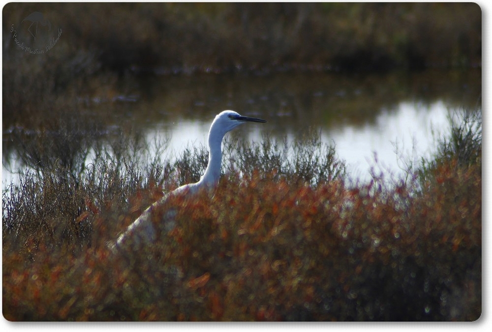 Aigrette Garzette dans la sansouire...