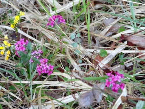 Natura 2000